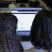 Custodire i minori oggi: la sfida educativa nell’era digitale